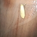 Lithosiina
