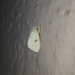 Lymantriinae