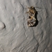 Callopistria