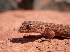 Southern Rock Dtella photo 4