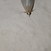 Crambidae