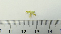 Notylia pubescens