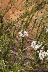 Agathosma roodebergensis