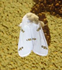 Euerythra trimaculata