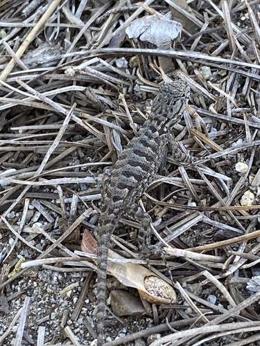 iNaturalist observation photo of Sierra Fence Lizard
