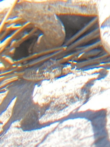 iNaturalist observation photo of Spiny Lizards