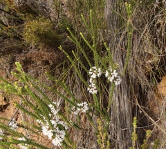 Agathosma roodebergensis