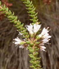 Agathosma roodebergensis