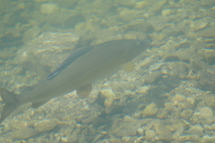Thymallus thymallus