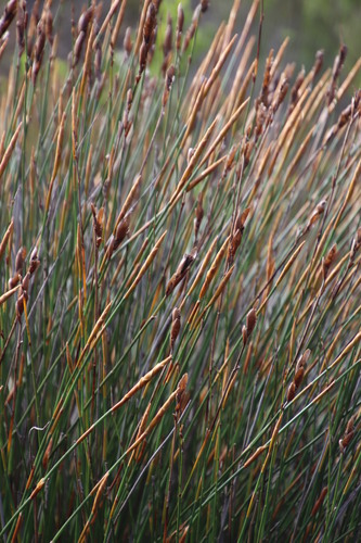 Image of Elegia racemosa by (c) Tony Rebelo, some rights reserved (CC BY-SA)