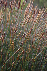 Elegia racemosa