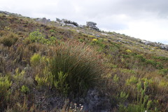 Elegia racemosa