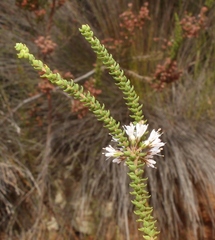 Agathosma roodebergensis