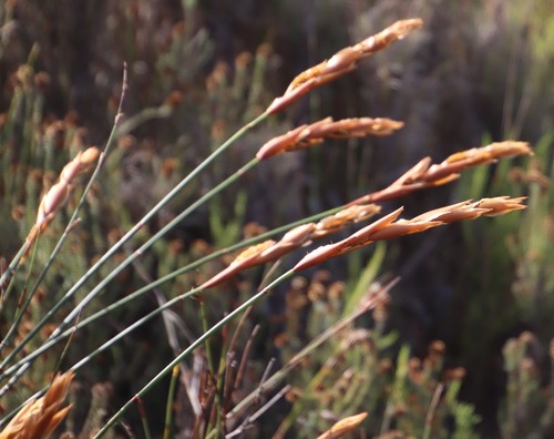 Image of Elegia racemosa by (c) Tony Rebelo, some rights reserved (CC BY-SA)