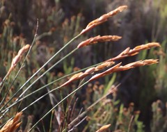 Elegia racemosa