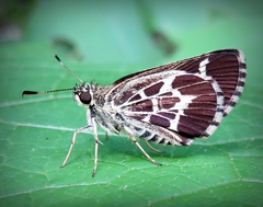 Amblyscirtes aesculapius