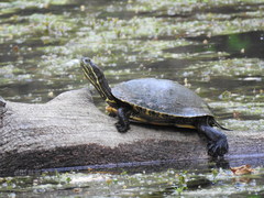 Trachemys venusta cataspila