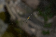 Leucauge argyrobapta