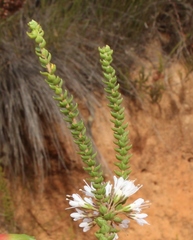 Agathosma roodebergensis