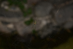 Leucauge argyrobapta