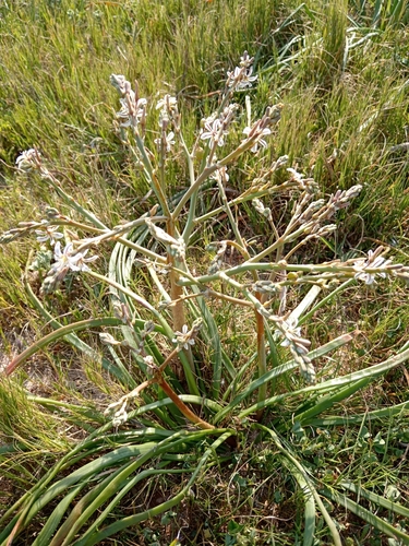 Trachyandra divaricata