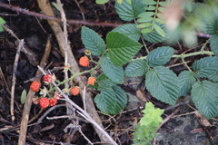 Rubus pinnatus