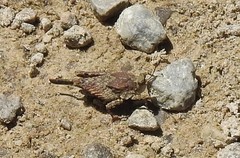 Paratettix cucullatus