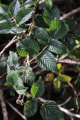 Rubus pinnatus