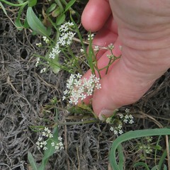 Limnosciadium pumilum