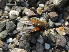 Mesembrina decipiens