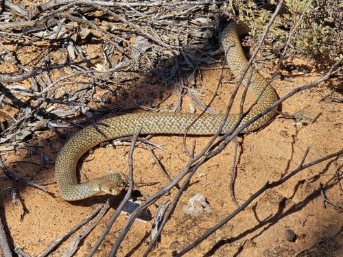 Ringed Brown Snake