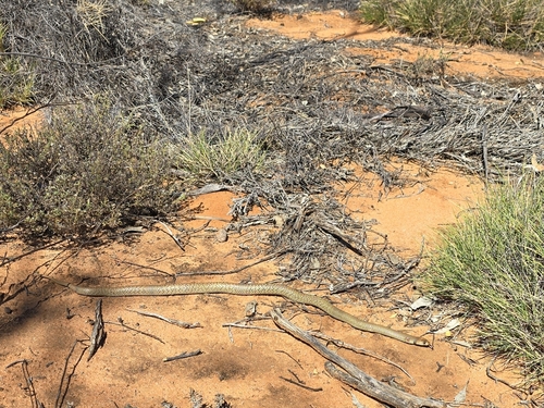Ringed Brown Snake
