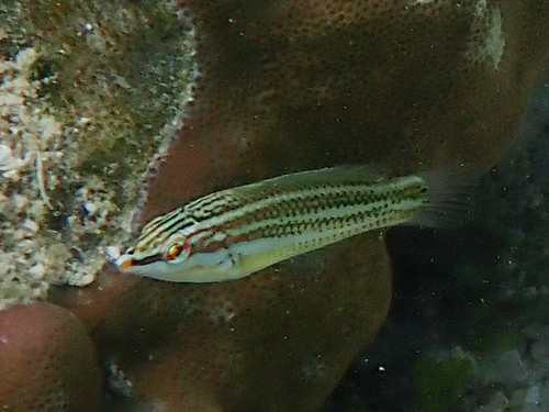 Black-blotched rainbowfish (Halichoeres chloropterus) — Labridae — 5