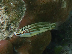 Pastel-Green Wrasse photo 4
