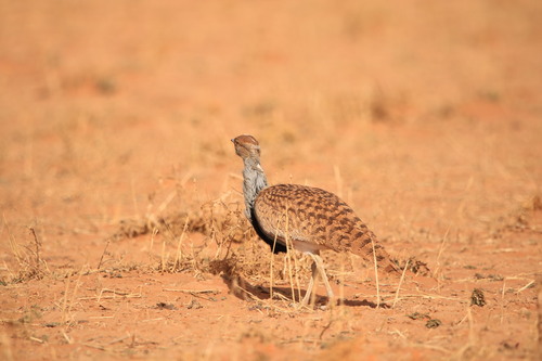 Avutarda hubara africana (Chlamydotis undulata)