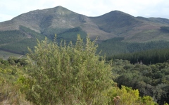 Passerina falcifolia