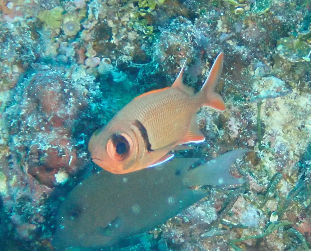 Pearly soldierfish