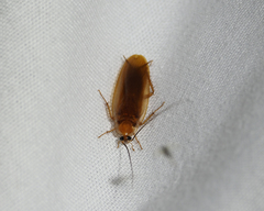 Ectobius pallidus