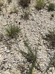 Dalea tenuis
