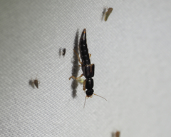 Pinophilus latipes