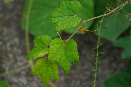 Image of Vitis ficifolia by (c) WATANABE Hitoshi 渡辺仁, some rights reserved (CC BY)