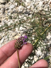 Dalea tenuis