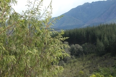 Passerina falcifolia