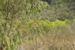 Passerina falcifolia
