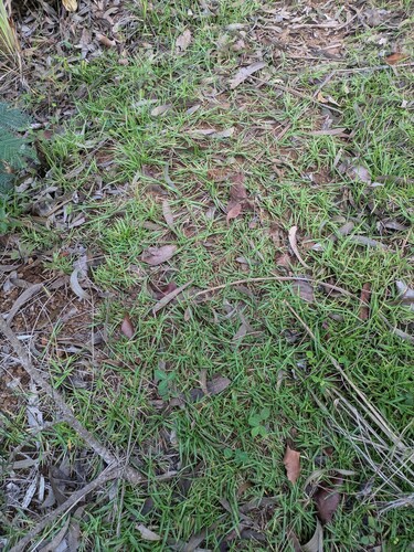 Eremochloa ophiuroides observed 2024-09-25