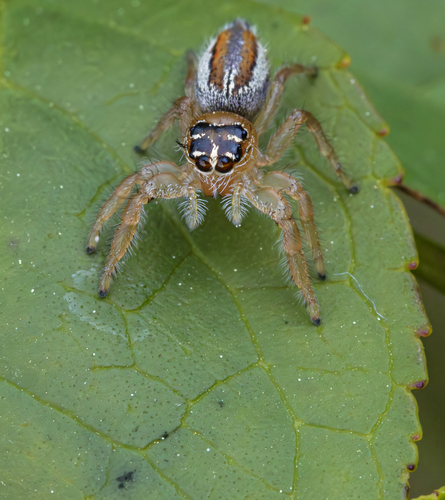 Thyene inflata