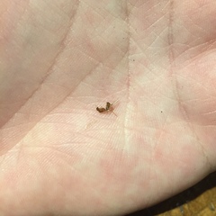 Solenopsis molesta