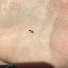 Solenopsis molesta