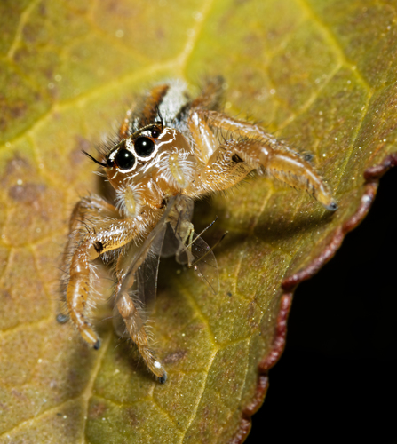 Thyene inflata