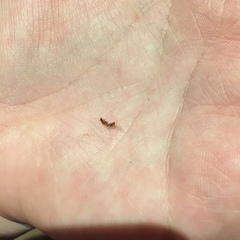 Solenopsis molesta